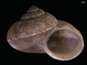 Media type: image; Malacology 167151